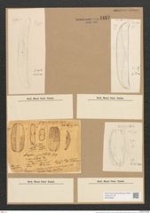 Amphora spectabilis Greg. (de-Toni-Nr.: Genus 36, Species 1656) Zeichnungen Sammlung Grunow Nr. 3167 (NHMW-BOT-W0370606)
